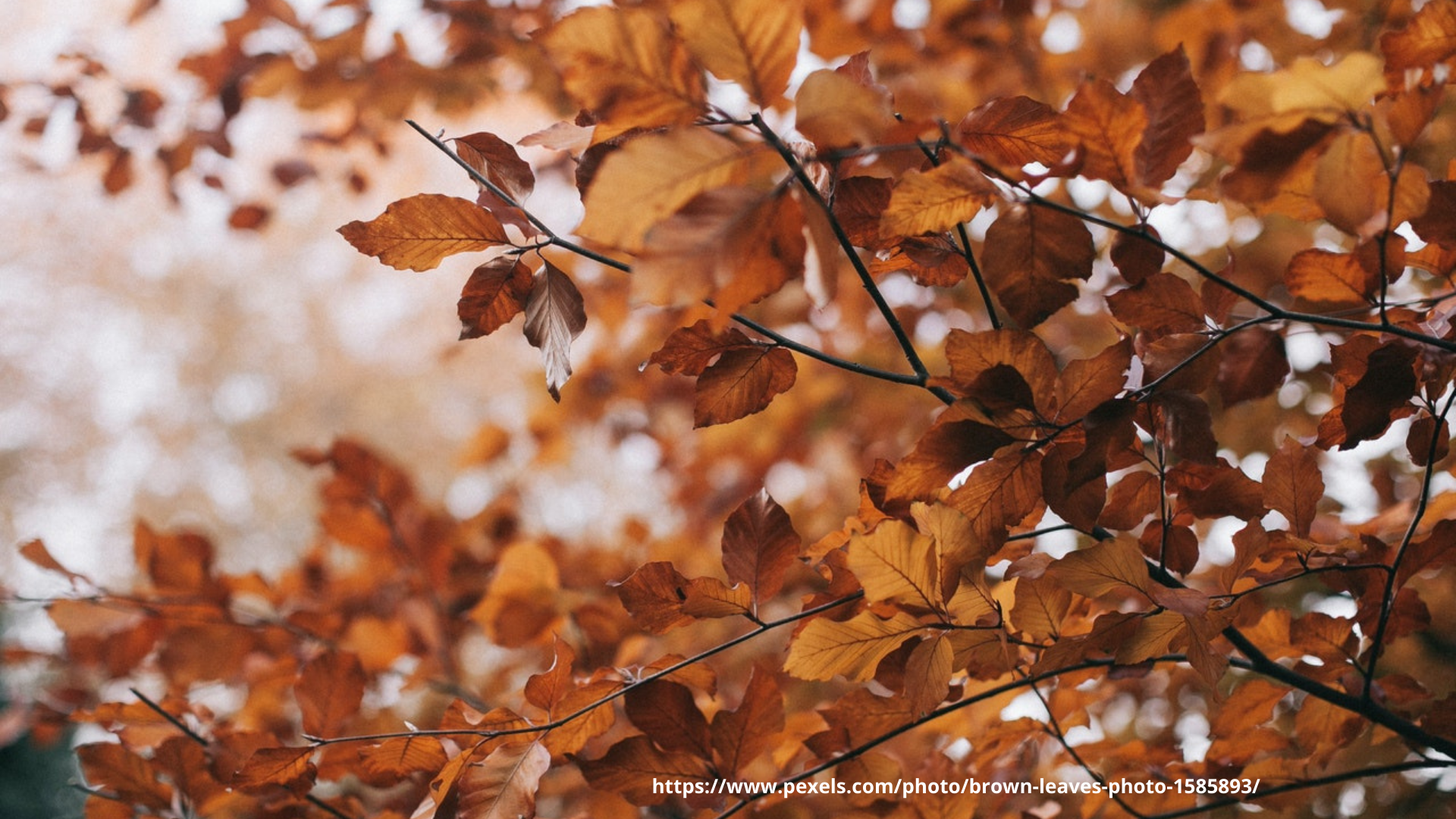 First Day of Autumn 2021 tells us that life is all about embracing the change and living with it happily….